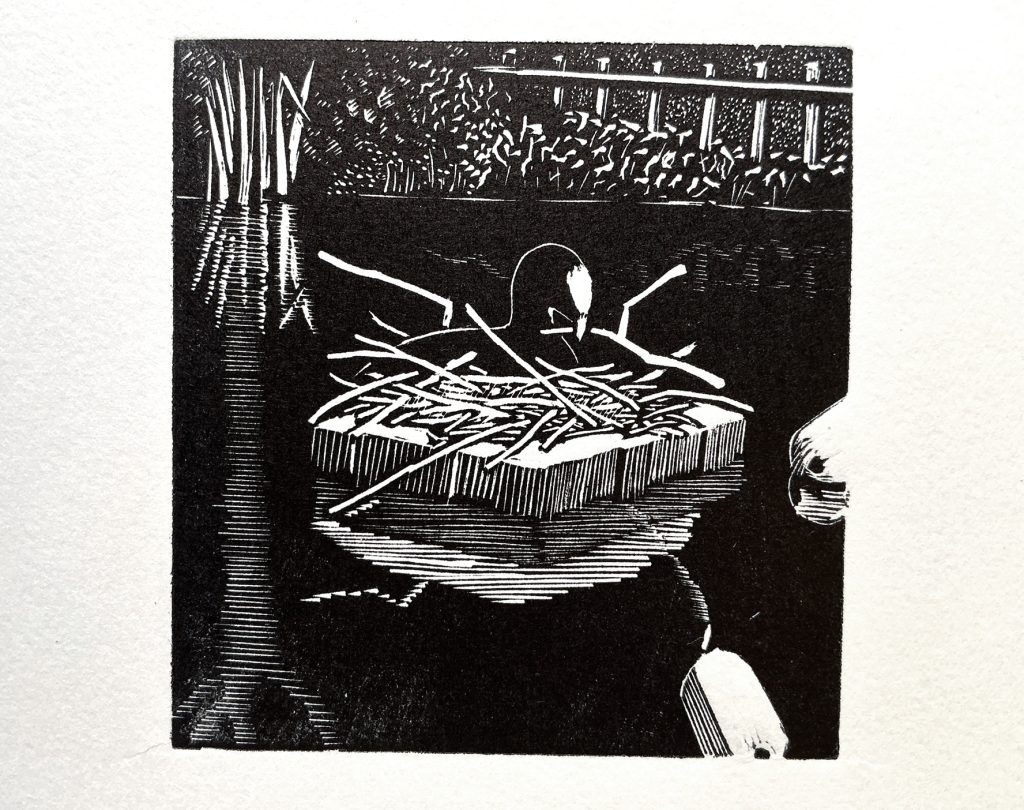 Woodcut print of coot nesting on Pond. Artist: Emily Johns.
